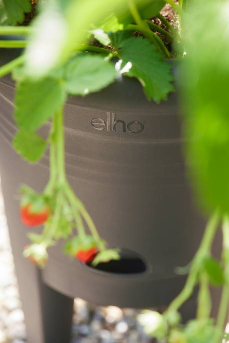 green basics strawberry pot 33cm living black